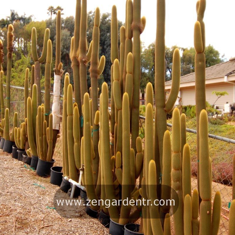 Peru Kaktusu Tohumu 16 83 Tl