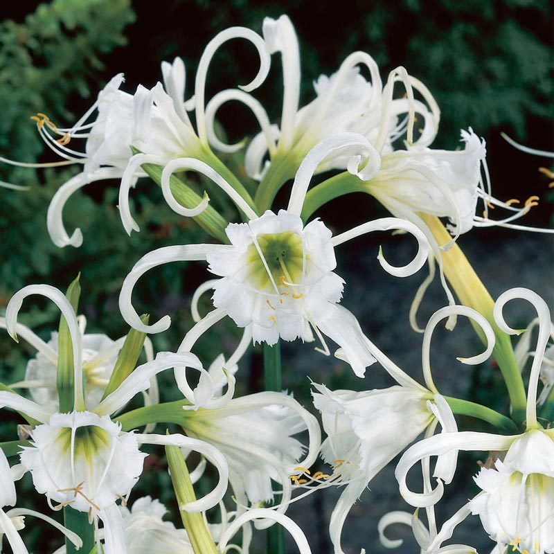 Hymenocallis Ismene Orumcek Zambagi Sogani Satisi 18 07 Tl