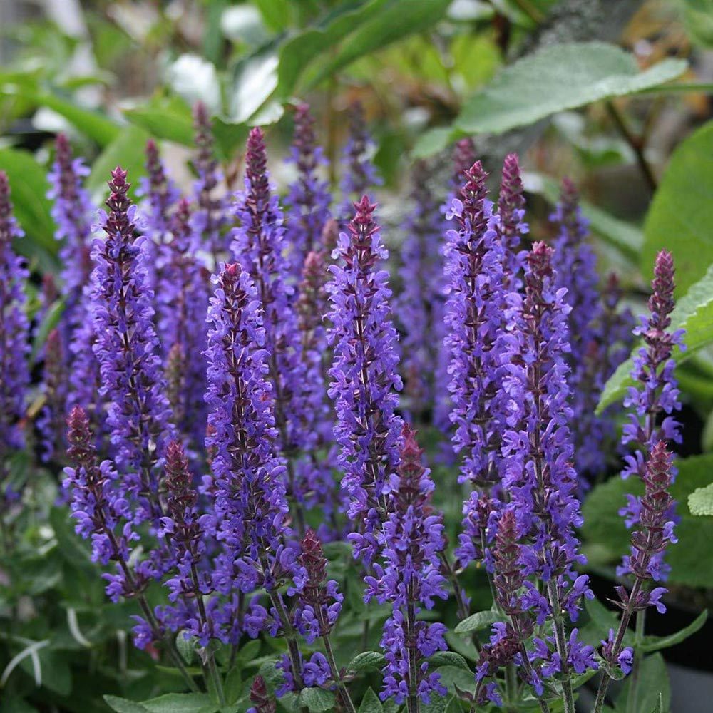 Salvia divinorum фото