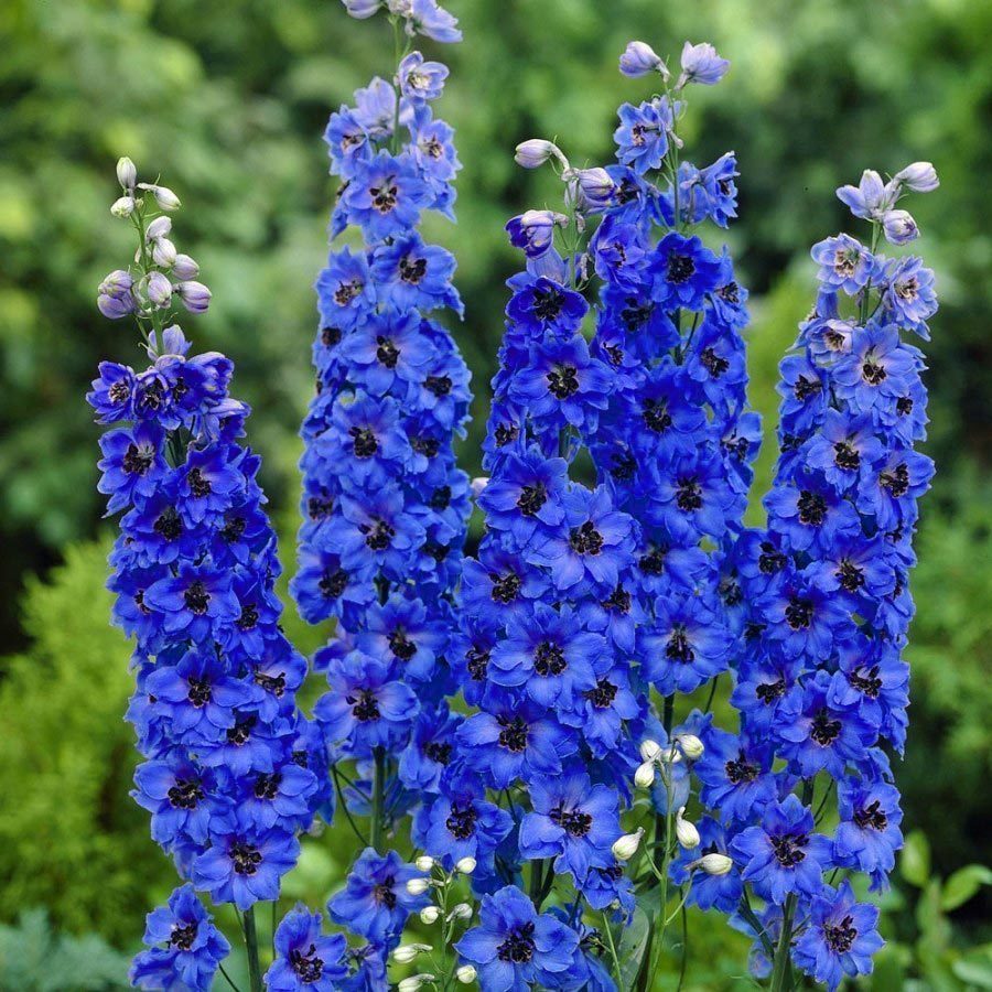 Delphinium Fidesi Hezaren Fidesi Hezaren Cicegi Delfinyum Satisi 19 90 Tl