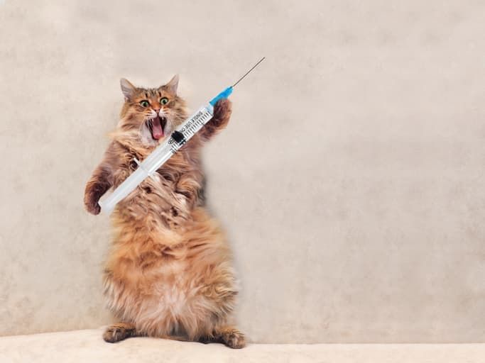 Kedi Aşıları ve Aşı Hakkında Bilgiler Petza