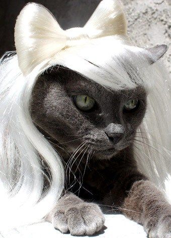 kedi perugu lady gaga kedi peruk
