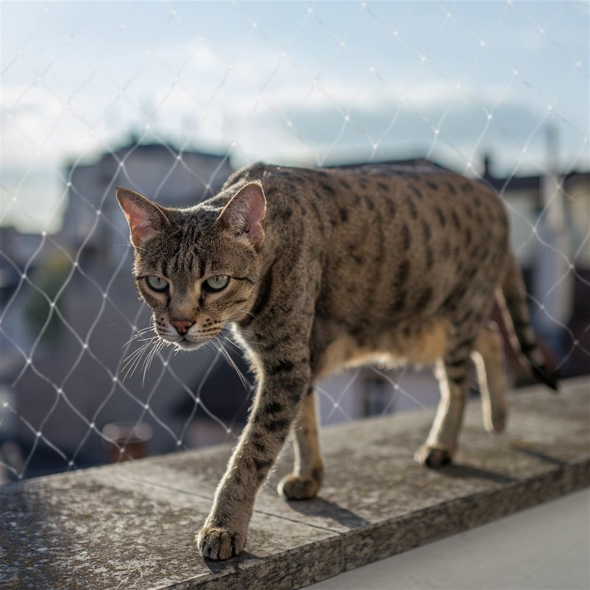 kedi güvenlik ağı